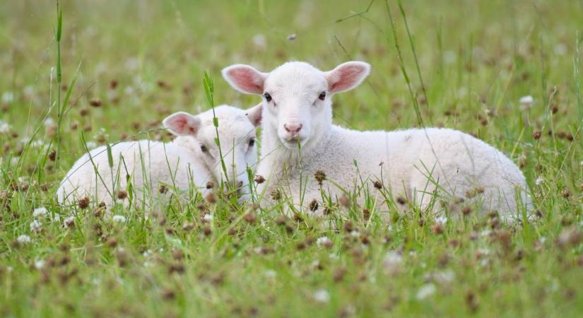 Jó hír! Stabil keresletre számíthatnak a magyar juhtartók