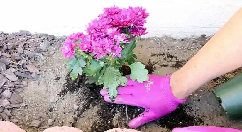 7 növény, amit áprilisban ültess el, és egész nyáron virágot hoz