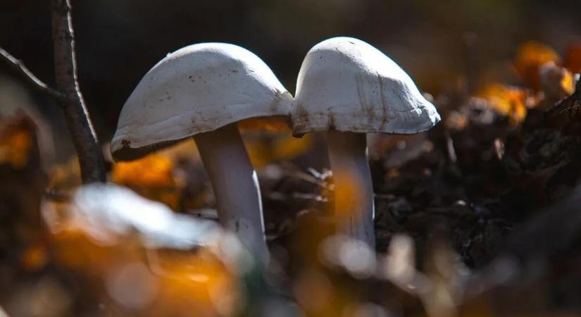 Indul a tavaszi gombaszezon – erre kell figyelni gyűjtögetés közben