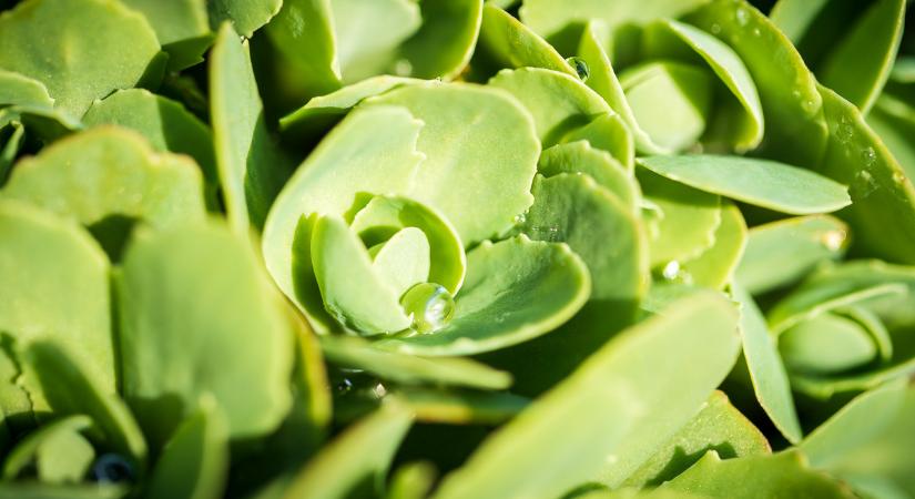 Kertész szemmel: Mit tehetünk a kiskerttel a hosszú hétvégén?