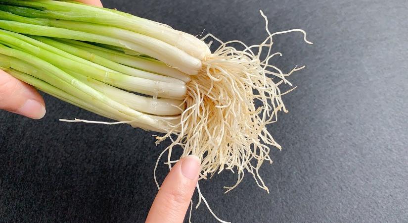Így tudhatja meg egy újhagymáról, hogy vegyszerrel kezelték-e – pár apró jelből kiderül
