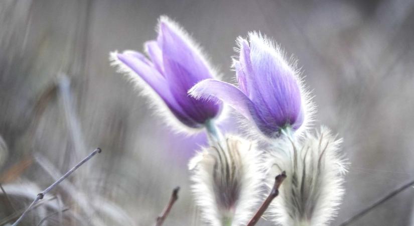 Bűbáj-bajnokság a fűben (galéria)