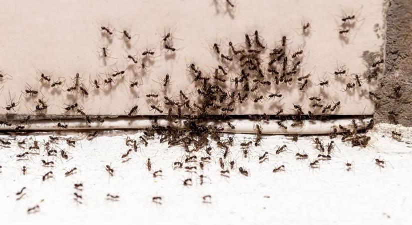 Kiirthatatlanok? Tavaszi rémálom a hangyainvázió – ezért térnek vissza minden évben a lakásokba