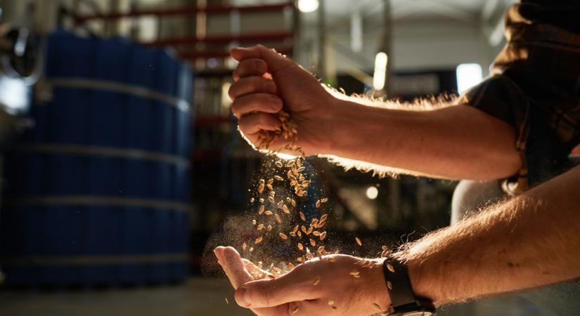 Áringadozás a gabonapiacon: ennyibe kerül most a búza, kukorica itthon