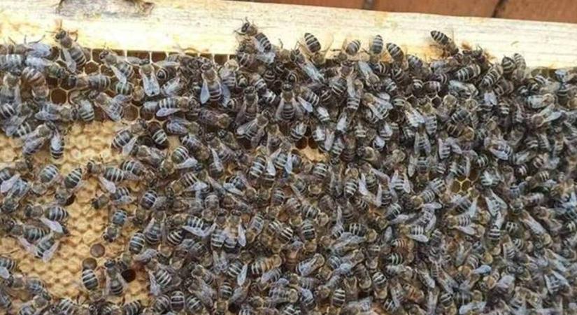 Javában tart a műrajok szaporítása - Óvatos derűlátás a méhészek körében