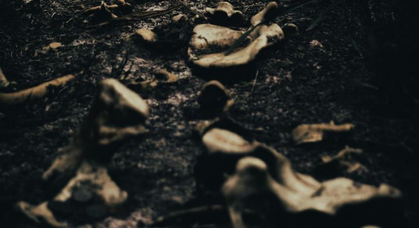 Milliókért árult emberi koponyát egy magyar férfi, bizarr részletek derültek ki az ügyről