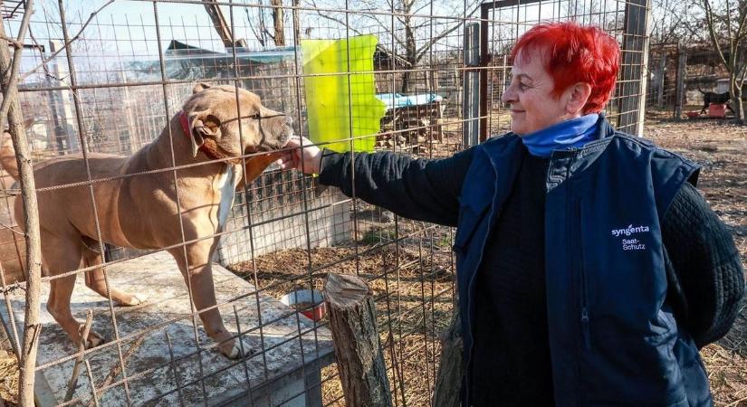 Húsvét a szekszárdi kutyamenhelyen: száznyolcvanhat eb tölti együtt az ünnepeket