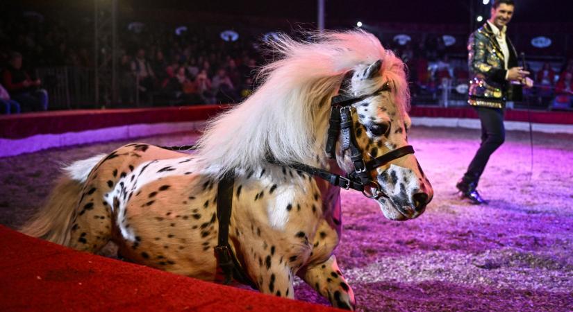 Egy ritmusra dolgozik ember és állat