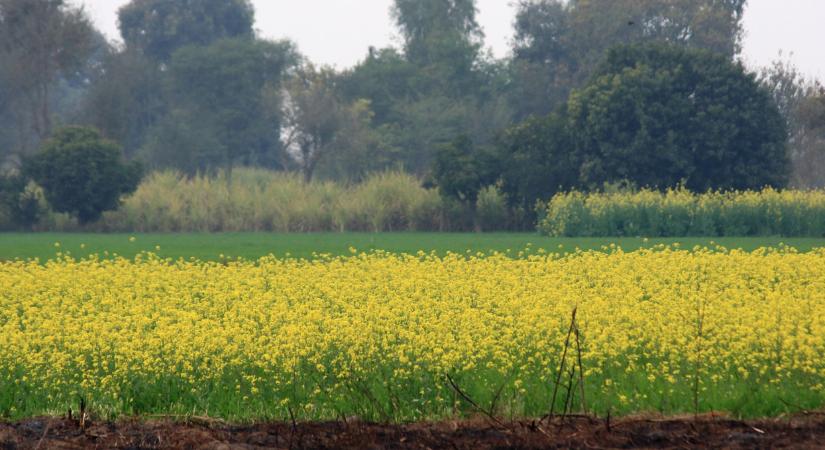 Kifakadtak a gazdák az új csodanövény miatt: sokan inkább betiltatnák