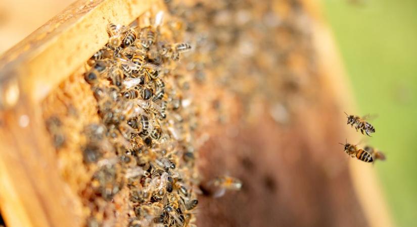Ezért fontos a húsvét a méheknek és nekünk is: ilyenkor dől el a termés sorsa