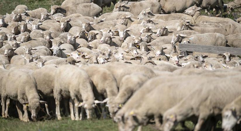 Stabil keresletre számíthatnak a magyar juhtartók