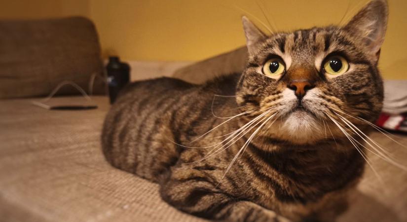 Új szintre lép az állatvédelem: mostantól jogosítvány kell a felelős állattartásért