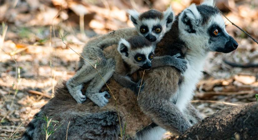 Dupla cukiságbomba: gyűrűsfarkú maki ikrek születtek a népszerű vidéki szafari parkban