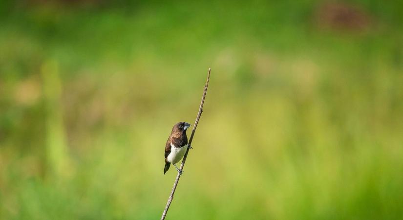 Élővilág a kertedben: most bárki részt vehet a Tavaszi természetlesen