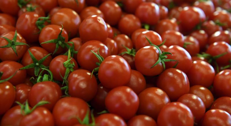 Nyolcvan lejre drágulhat a korai termésű hazai paradicsom