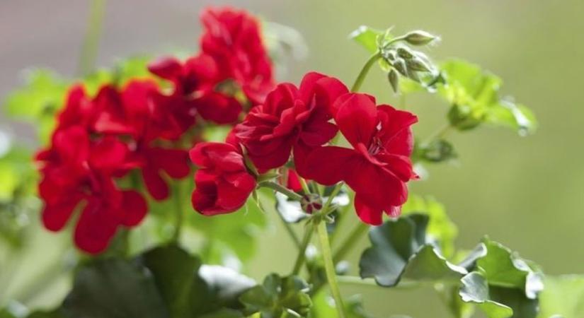 A sikeres átteleltetés után így lesz ismét virágzó a muskátli