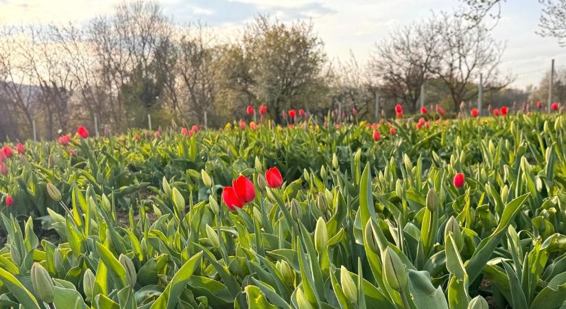 Megnyílt a Tulipánkert: már most özönlenek a látogatók a Balaton egyik legszebb tavaszi helyére (galéria)