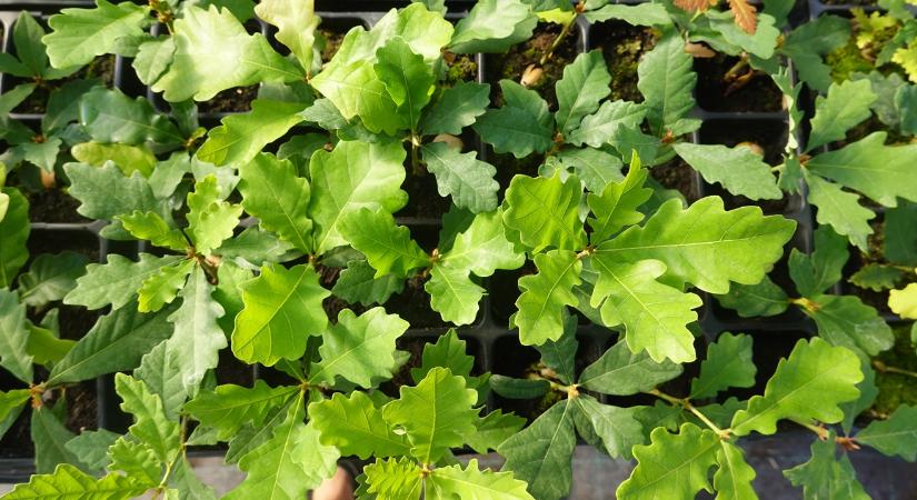 Egyetlen fertőzött csemete tönkreteheti az egész erdőt