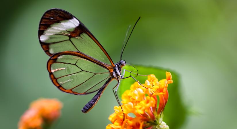 Képes villámkvíz: felismered ezeket a ritka állatokat?