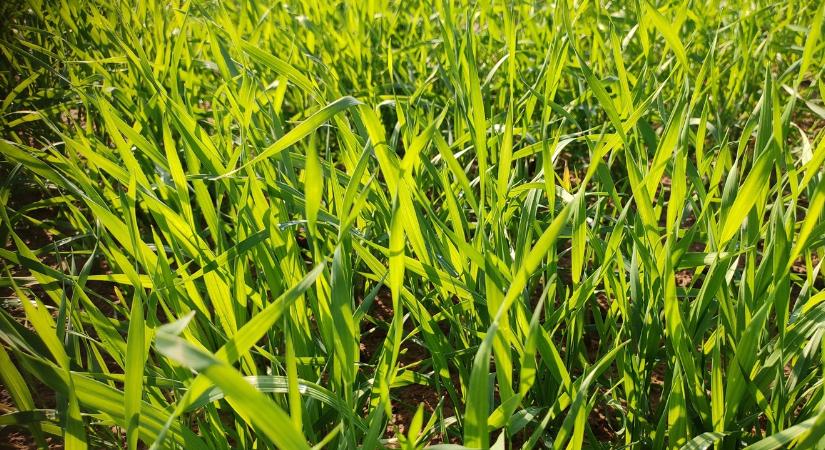 Húsvétkor az időjárás is kellemes ünnepet kíván