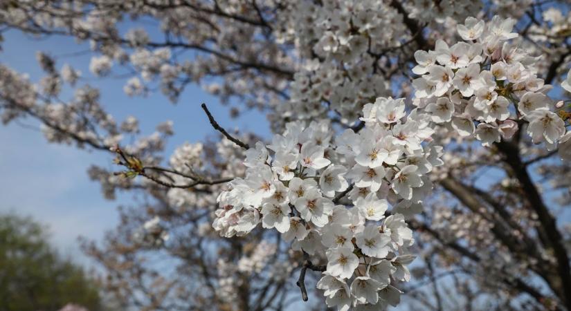 Virágba borult Szolnok egyik legszebb pontja – fotókon mutatjuk a csodát