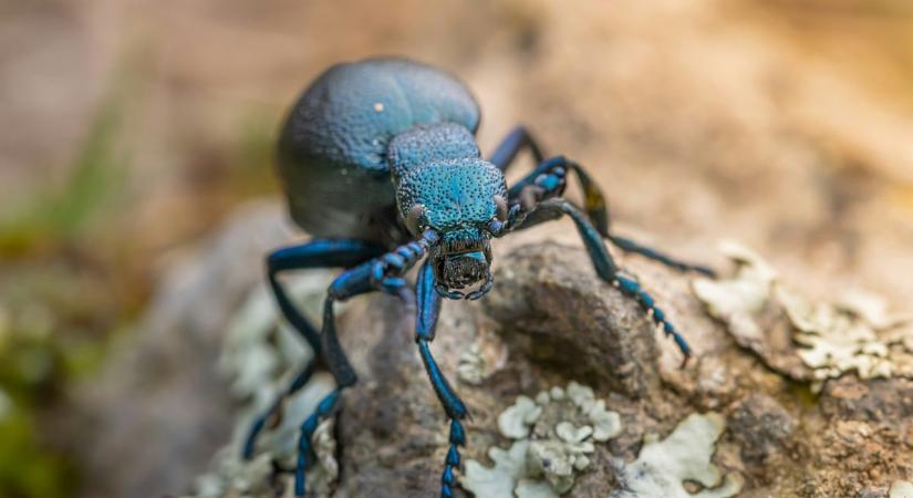 Halálos mérget termel a kertünkben is előforduló rovar, szörnyű sebeket ejthet a bőrünkön