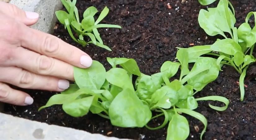 Toronymagasan ezek a lusta kertészek kedvenc zöldségei: aki egyszer elülteti, élete végéig szüreteli