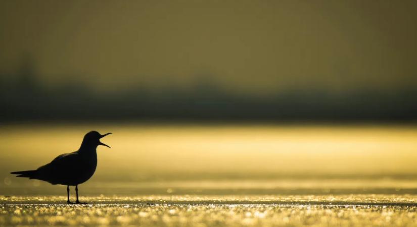 Csak egy pillanatra néztek félre, eltűnt a kétéves kislányuk