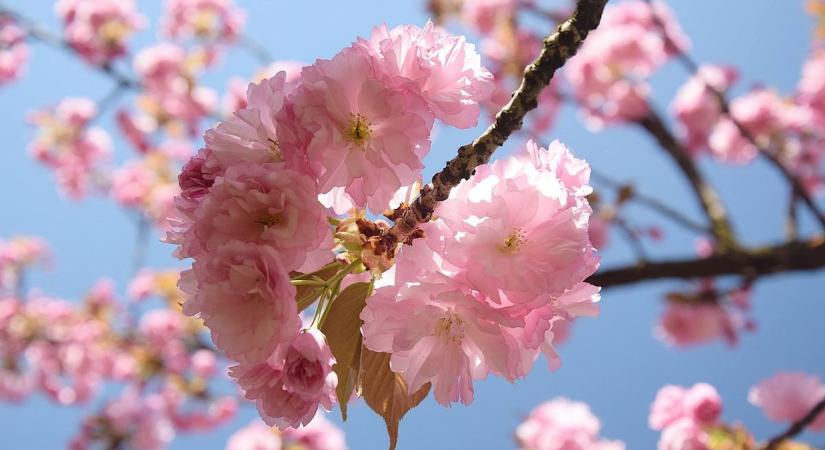 Szép idővel érkezik a húsvét: napsütés és 20 fok körüli csúcsok