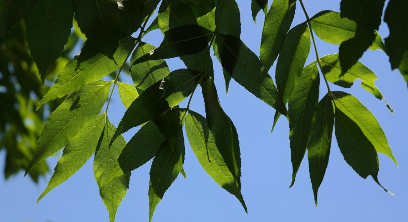 Ázsiai gombabetegség veszélyezteti a hazai kőriseket