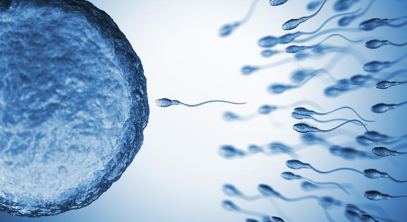 Spontán peteérés: mítosz vagy valóság? – Szakértő válaszol