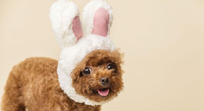 Baj van a kisállattal húsvétkor? Mutatjuk, hová fordulhatsz Vasban