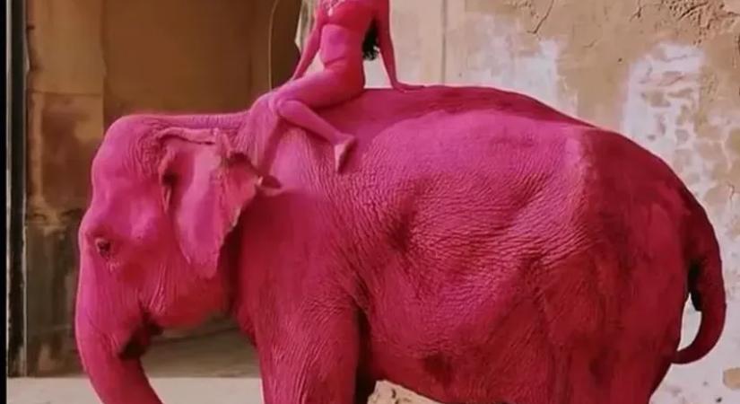 Rózsaszínre festette az elefántot az orosz fotós – most a halálát kívánják