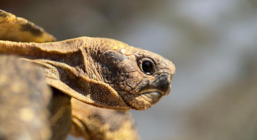 Kevesen tudják, de ennek a négylábúnak is kötelező lehet a chip
