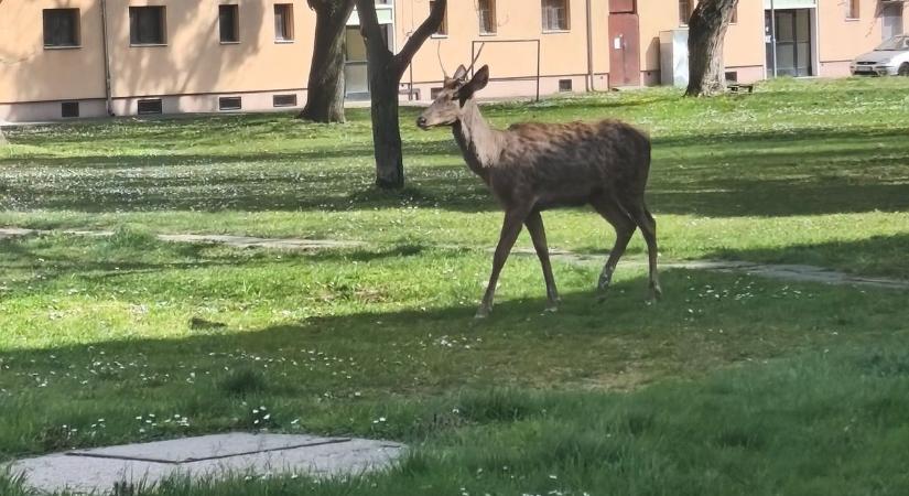 Egyre több szarvas tűnik fel Ajkán – nagyobb a veszély, mint sokan gondolják (képek!)