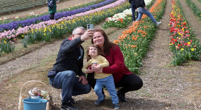 Pasztellmámor: elképesztő látványt nyújt a tulipántenger a Balaton mellett