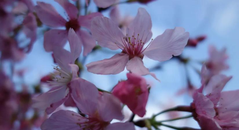 Idén sem lesz barack? Sokkal durvább dolog pusztít, mint a fagy