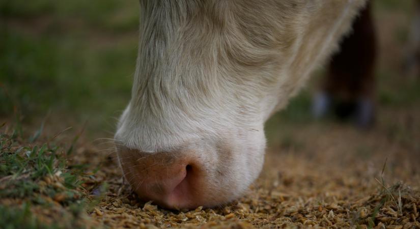 Újra megjelent a járvány ebben a térségben: külföldről juthatott be