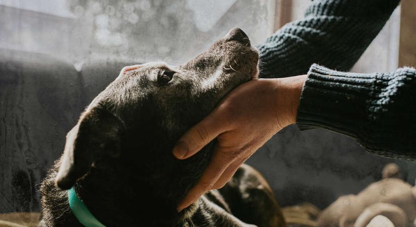 „Ki kérte ezt a vizsgálatot?” – amikor magadra maradsz a beteg kutyáddal