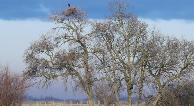 Különös lakáscsere: rétisas fészket foglaltak el a parlagi sasok