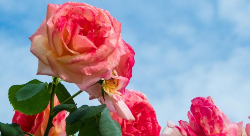 A kertészek szerint most kell megtenni ezt a lépést a rózsákkal