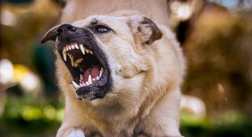 „Istenem, ne! Élni akarok!” – Elevenen falták fel a háromgyermekes anyát a fenevadak