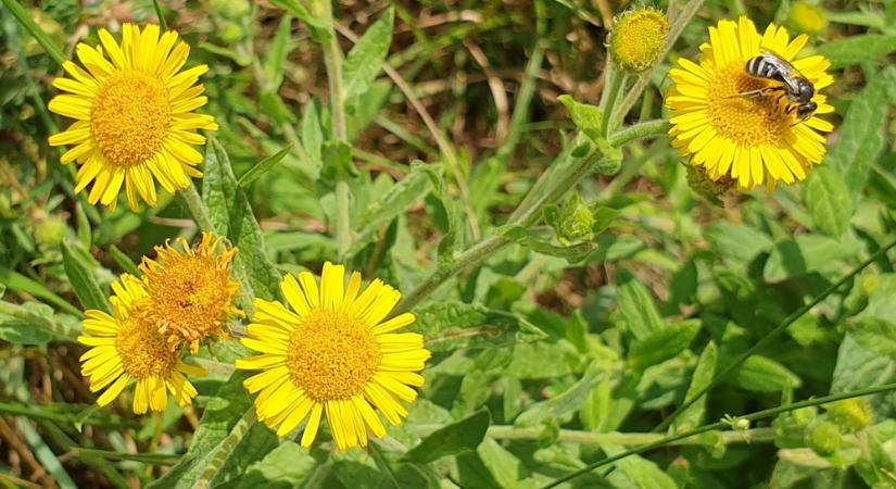 Réti bolhafű, a természetes rovarűző