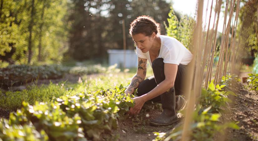 Vigyázz: ezekre figyelj az ültetésnél, mert később már nem tudod javítani a hibát