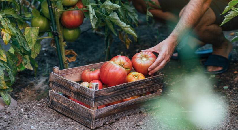 Végzetes hiba a kertben: erről a rejtett csapdáról nem sokan tudnak