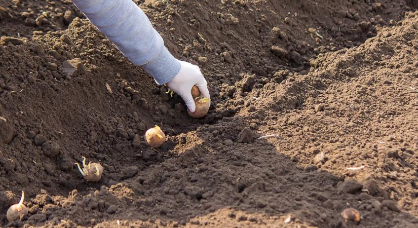 Burgonya ültetése tavasszal: mikor érdemes elkezdeni, hogy jó legyen a termés?