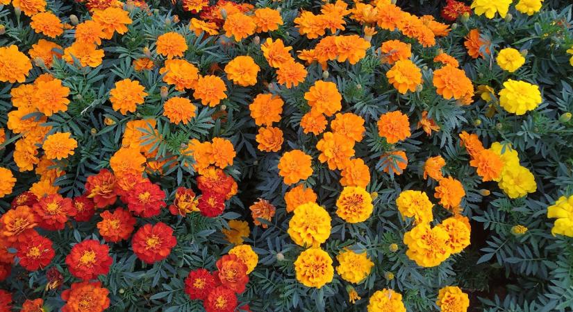 Büdöske, a kert őrangyala, így ültesse és egész nyáron virágozni fog