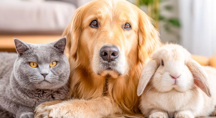 Nem a kutya az: valójában ez a háziállat a legnagyobb allergénforrás a lakásban