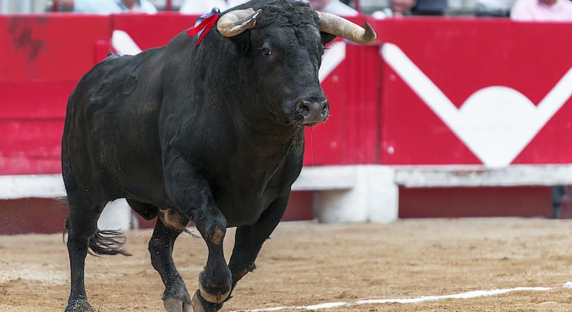 Ezúttal a bika nyert a matador ellen