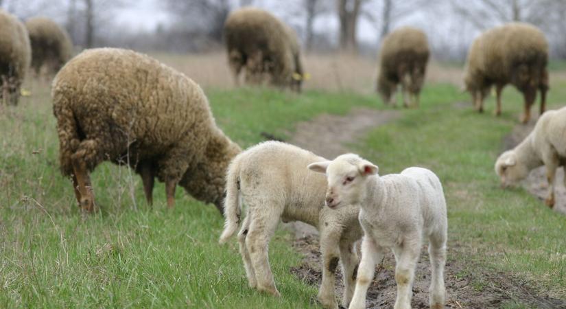 Jó hír érkezett külföldről, bár a magyarok annyira nem rajonganak ezért a termékért